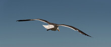 West Coast, South Africa. 2022. Southern Blackbacked Gull, Larus Dominicanus In Flight.