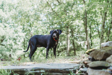 A Black Dog Standing In The Woods