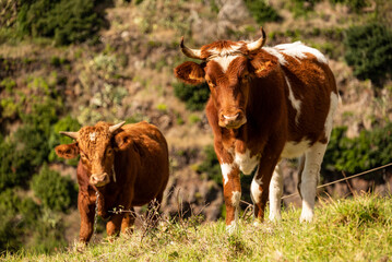 Brown and white spotted cow and her calf grazing on pasture near Prazeres, Madeira, Portugal