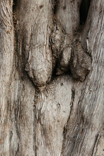 Texture Of A Tree Bark