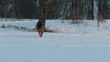 dog walk in winter. German Shepherd