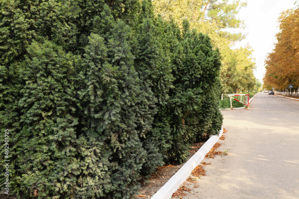 Beautiful green park on sunny summer day