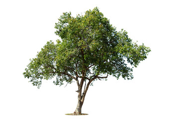 perspective of tree isolated on white background., tropical trees isolated used for design, advertis