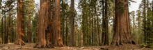 Panorama Of Sequoia Tree Grouping In Mariposa Grove