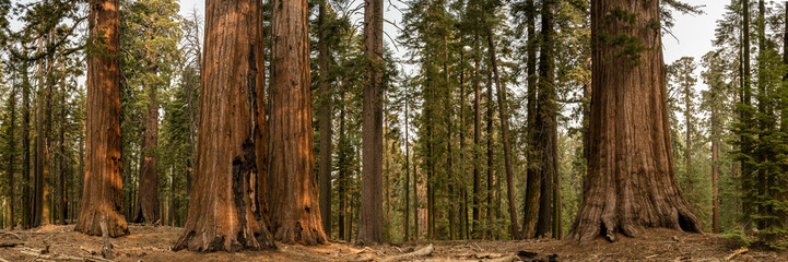 Sticker - Panorama of Sequoia Tree Grouping In Mariposa Grove