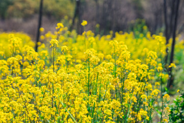 Wall Mural - Close view of the yellow blooming canola flowers during spring time.