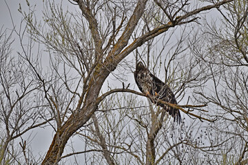 Poster - Juvenile Bald Eagle, aka Haliaeetus leucocephalus on a Tree