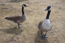 Canada Goose Couple Curious About The Camera In A Park During Spring
