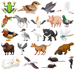 Sticker - Different kinds of animals collection