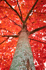Wall Mural - Looking up at tree in fall with bright red leaves