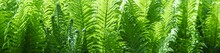 Young Spring Fern Leaves Natural Background. Panoramic View Against Sunlight.