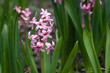 hyacinth flowers pink flowerbed spring