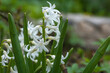 hyacinth flowers white flowerbed spring