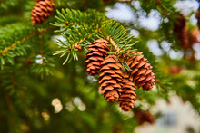 Detail Of Cluster Of Pinecones On Pine Tree