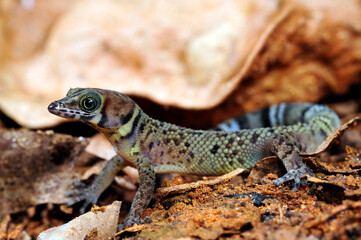 Poster - Bay Island Kugelfingergecko // Bay Island least gecko (Sphaerodactylus rosaurae) - Roatan (Honduras)