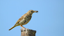 Tree Pipit At Lunch