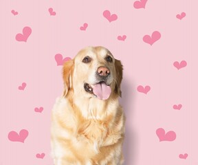 Poster - Dog on a background with hearts. Golden Retriever for Valentine's Day, wedding and birthday. Postcard with pet.