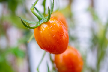 Wall Mural - Fresh red ripe tomatoes plant hanging on the vine growth in organic garden ready to harvest