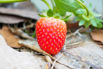 Wall Mural - Fresh red ripe organic strawberry plant in the garden