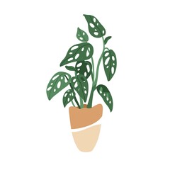 Wall Mural - Monstera adansonii, potted Swiss plant with cheese leaf. Green houseplant with holes in leaves. Trendy indoor foliage vegetation in flowerpot. Flat vector illustration isolated on white background