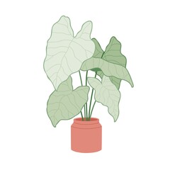 Wall Mural - Caladium, potted green-leaf plant. Big houseplant growing in planter. Elephant ear, house vegetation with heart-shaped leaves in flowerpot. Flat vector illustration isolated on white background