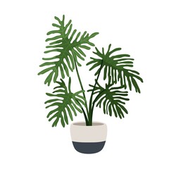 Wall Mural - Philodendron selloum, big potted plant. Split-leaf houseplant growing in planter. Large foliage home tree. Room vegetation with huge leaves. Flat vector illustration isolated on white background