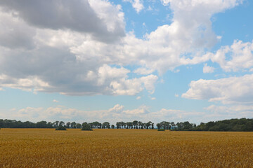 A yellow ripe field of wheat on a sunny summer day.