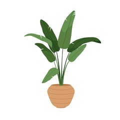 Wall Mural - Strelitzia alba, potted house plant with big green leaf. Bird of paradise tree in planter. Interior houseplant growing in floor flowerpot. Flat vector illustration isolated on white background
