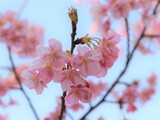 Fototapeta  - 薄いピンク色の桜の花