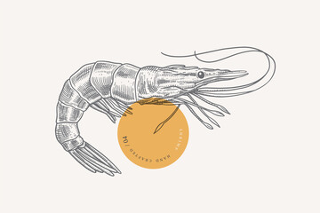 King prawn on a light background. Retro picture for the menu of fish restaurants, markets, and shops. Vector illustration in vintage engraving style.