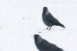 Czarny ptak na  śniegu, kawka zwyczajna, corvus monedula.