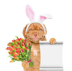 Poster - Mastiff puppy wearing easter rabbits ears holds bouquet of tulips and shows empty list. Isolated on white background