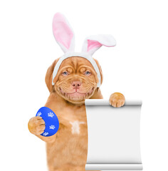 Poster - Smiling puppy wearing easter rabbits ears holds painted egg and shows empty list. Isolated on white background