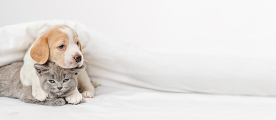 Beagle puppy hugging gray british kitten under white blanket at home in bedroom. Panoramic image for banner