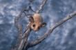 Wild western pygmy possum (Cercartetus concinnus) on tree branch with clouds in background 