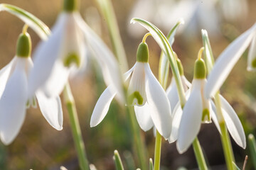 Schneeglöckchen, erste freudige Frühlingsboten der Natur. Unbeeindruckt von Schnee, Eis und Frost leuchten die grünen Blätter. Hellgrün gesäumte Blüten schaukeln im Wind, im wärmenden Sonnenschein.