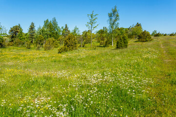 Canvas Print - Summer meadow with flowers and juniper