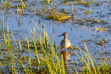 Sticker - Sandpiper standing among the blade of grass in a wetland