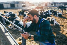 Happy Young Farmer Standing In Front Of Cows And Using His Phone.