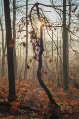 Wall Mural - beautiful autumn views of the forest and lake in Polish nature
