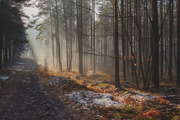 Wall Mural - beautiful autumn views of the forest and lake in Polish nature