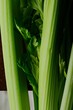 kitchen art picture - celery #2