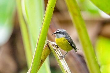 Wall Mural - Small bird Bananaquit - Coereba flaveola, Bananaquit. La Fortuna, Volcano Arenal, Wildlife and birdwatching in Costa Rica.