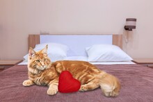 A Red Heart In The Paws Of A Cat. A Postcard With A Gray Fluffy Cat For Valentine's Day. Festive Background