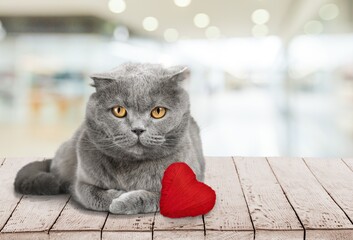 Poster - A red heart in the paws of a cat. A postcard with a gray fluffy cat for Valentine's Day. Festive background