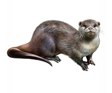 Otter (Lutra Lutra)