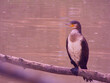 ptak zwierzę kormoran dzika przyroda woda 