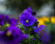 Blue Pansies Close-up On A Blurred Background In A Park Area On A Summer Evening.