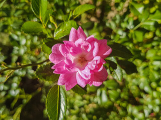 Wall Mural - beautiful flowers with pink petals