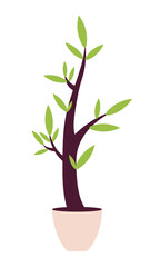 Poster - Wavy houseplant with small leaves semi flat color vector object. Full sized item on white. Plant for house decoration simple cartoon style illustration for web graphic design and animation